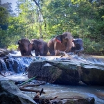 Private Kew Mae Pan Trail Doi Inthanon, 2 Waterfalls walk with elephants, Luxury Treetop Dining 