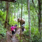 All Day Elephant Care Large Waterfall Walk in Blue Tao, Lunch In Treehouse Above Waterfall