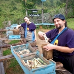 Half Day Afternoon Elephant Waterfall Walk in Blue Tao, Ethical and Hands-Off Elephant Care 