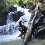 All Day Elephant Sanctuary Tour Chiang Mai, Large Waterfall Walk at Blue Tao Elephant Village