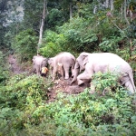 Half Day Afternoon Elephant Waterfall Walk in Blue Tao, Ethical and Hands-Off Elephant Care 