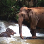 Half Day Afternoon Elephant Waterfall Walk in Blue Tao, Ethical and Hands-Off Elephant Care 