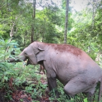 Half Day Morning Ethical and Hands-Off Elephant Sanctuary Tour, Go Waterfall Trail at Blue Tao