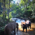 Half Day Afternoon Ethical Elephant Hands off,  Waterfall Walk with Elephants at Blue Tao