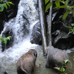 Half Day Morning Ethical Elephant Hands off, Large Waterfall Walk with Elephants at Blue Tao