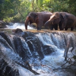 Full Day Sticky Waterfall and Ethical Elephant Sanctuary Tour, 2 Waterfalls Walk with Elephants