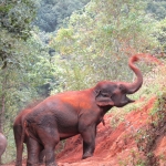 Half Day Morning Elephant Waterfall Walk in Blue Tao, Ethical and Hands-Off Elephant Care