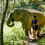 Half Day Afternoon Elephant Sanctuary Tour, Go Waterfall Trail at Blue Tao Elephant Village