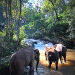 Half Day Afternoon Ethical and Hands-Off Elephant Sanctuary Tour, Go Waterfall Trail at Blue Tao