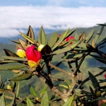 Doi Inthanon Half Day Tour with Romantic Lunch, Dinner in Treehouse Good View