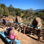 Half Day Afternoon Elephant Waterfall Walk in Blue Tao, Ethical and Hands-Off Elephant Care 