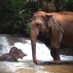 Half Day Afternoon Ethical Elephant Hands off,  2 Waterfalls Walk with Elephants at Blue Tao