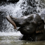 Half Day Morning Ethical Elephant Hands off, 3 Waterfalls Walk with Elephants at Blue Tao