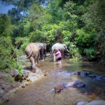 Half Day Afternoon Elephant Sanctuary Tour, Go Waterfall Trail at Blue Tao Elephant Village