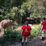 Half Day Morning Elephant Sanctuary Tour, Waterfall Trail at Blue Tao, Ethical and Hands-off