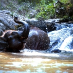 Half Day Afternoon Ethical Elephant Hands off,  2 Waterfalls Walk with Elephants at Blue Tao