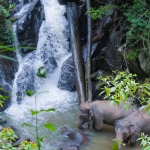 Half Day Morning Ethical Elephant Hands off, 3 Waterfalls Walk with Elephants at Blue Tao